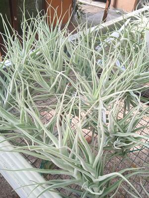 Tillandsia albida - 2