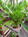 Maxillaria variabilis - 2/2