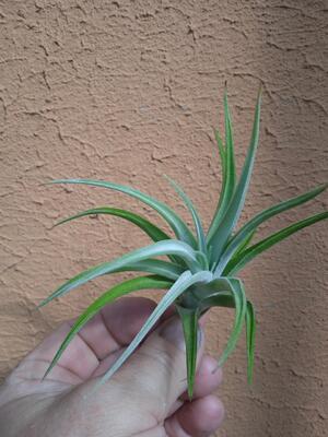 Tillandsia bermeojensis - 2