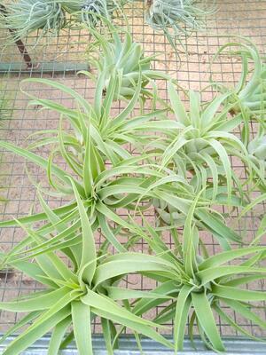 Tillandsia cacticola - 2