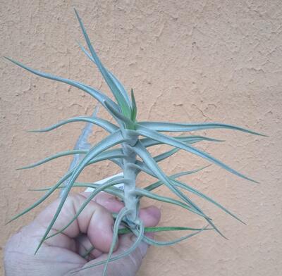 Tillandsia diaguitensis - 2