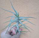 Tillandsia diaguitensis - 2/3