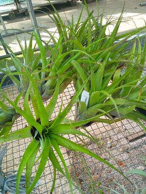 Tillandsia elongata - 2