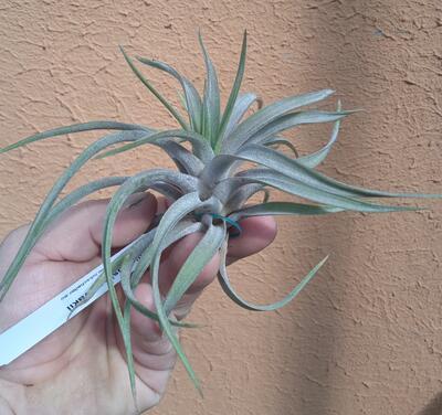 Tillandsia novakii - 2