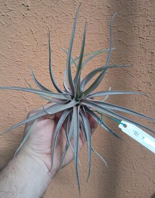 Tillandsia novakii - 2