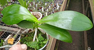 Phalaenopsis Ambonosa 'Spicy King' - 2