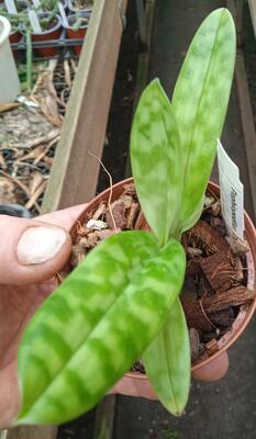 Paphiopedilum Duguesclin - 2