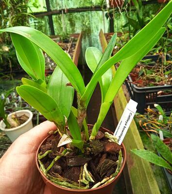 Cattleya bowringiana - 2