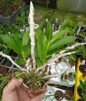 Dendrobium parishii - 2