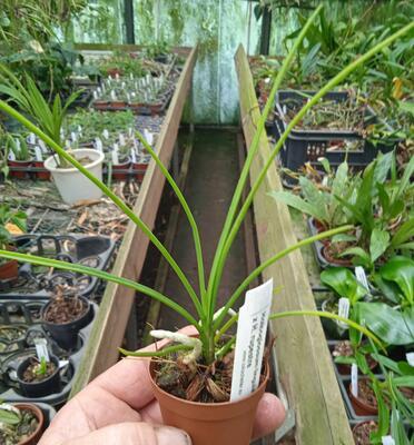 Holcoglossum linguatum x rupestre - 2