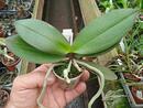 Phalaenopsis Hilda Fieck - 2/3