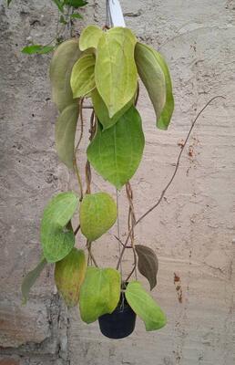 Hoya latifolia - 2