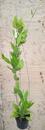 Hoya australis ssp. rupicola - 2/3