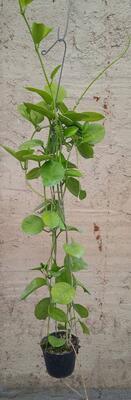 Hoya australis ssp. australis - 2