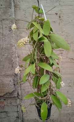 Hoya verticilata - 2