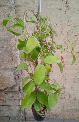 Hoya dimorpha (velká) - 2