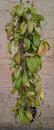 Hoya merrillii 'long leaves' - 2/3