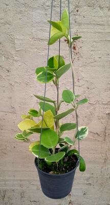 Hoya australis 'albomarginata' - 2