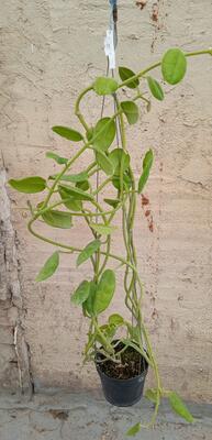 Hoya ciliata (velká rostlina) - 2