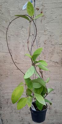 Hoya micrantha 'big leaf' (větší rostlina) - 2