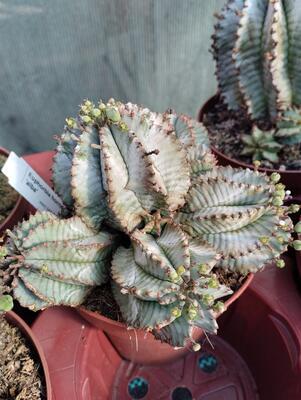 Euphorbia horrida 'alba' - 2