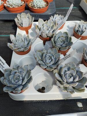 Echeveria 'Snowbunny' - 2