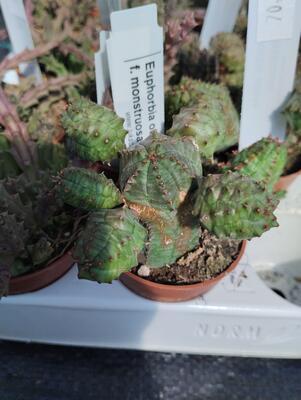 Euphorbia obesa 'monstruosa' - 2