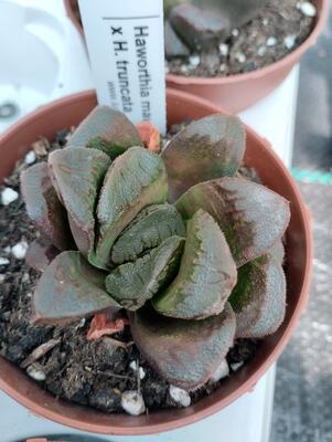 Haworthia maughanii x truncata - 2