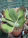 Kalanchoe thyrsiflora XL - 2/2