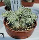 Euphorbia mammillaris 'variegata' - 2/3