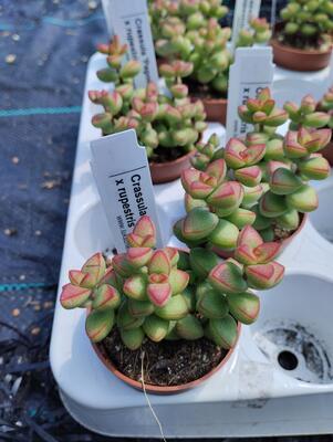 Crassula 'Pagoda' x rupestris - 2