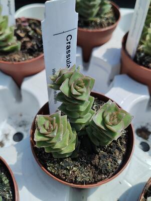 Crassula 'Estagnol' - 2