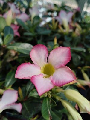 Adenium multiflora 'Pink Star' - 2