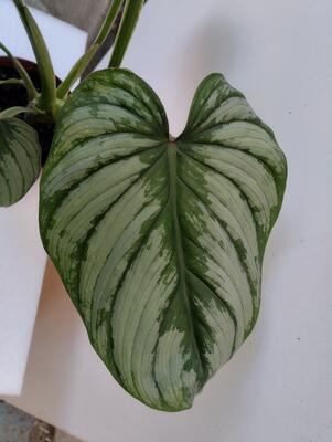 Philodendron 'Mamei' - 2