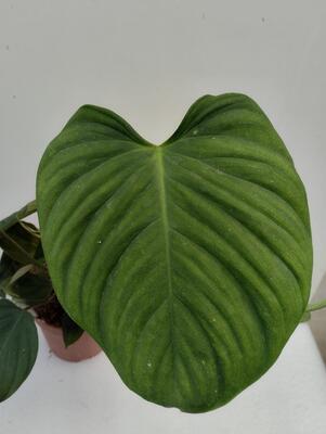 Philodendron 'El Choco Red' - 2