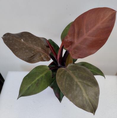 Philodendron 'Red Sun' - 2