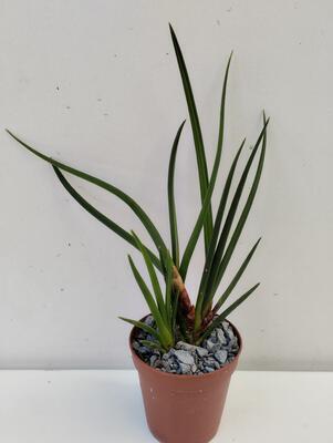 Ceratostylis incognita - 2