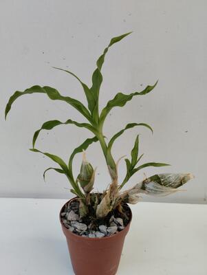 Chysis sedenii - 2