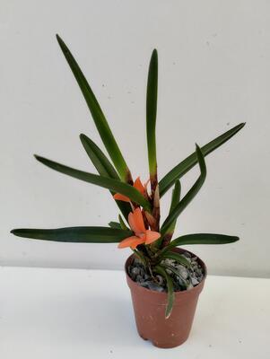 Ceratostylis rubra - 2