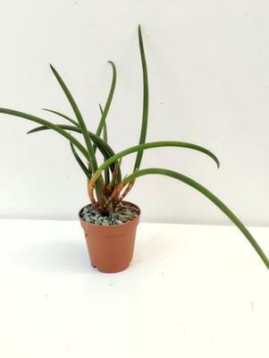 Ceratostylis heterophylla - 2