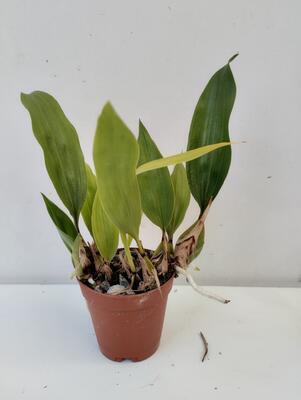 Bifrenaria harrisoniae - 2