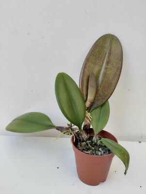 Bulbophyllum longiflorum - 2