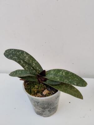 Paphiopedilum niveum - 2