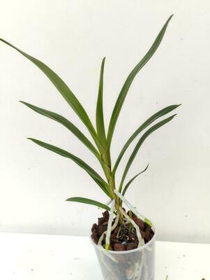 Angraecum calceolus - 2