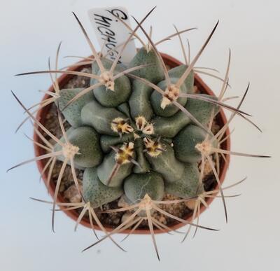 Gymnocalycium michoga - 2