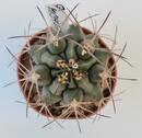 Gymnocalycium michoga - 2/2