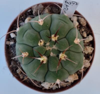 Gymnocalycium bayrianum - 2