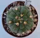 Gymnocalycium bayrianum - 2/2