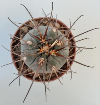 Gymnocalycium spegazzinii - 2