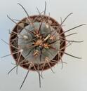 Gymnocalycium spegazzinii - 2/2